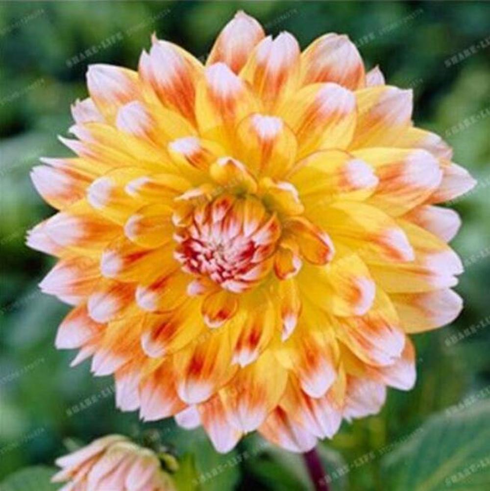 (10) DAHLIA SEEDS rare exotic flower bloom garden plant USA SELLER W/TRACK
