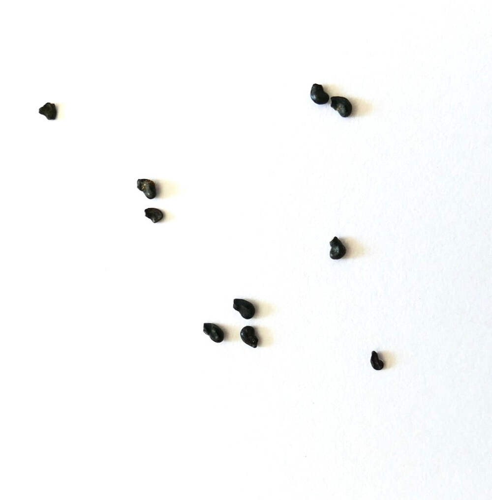 Ferocactus glaucescens var. inermis X rectispinus SEEDS – Blue barrel cactus | G