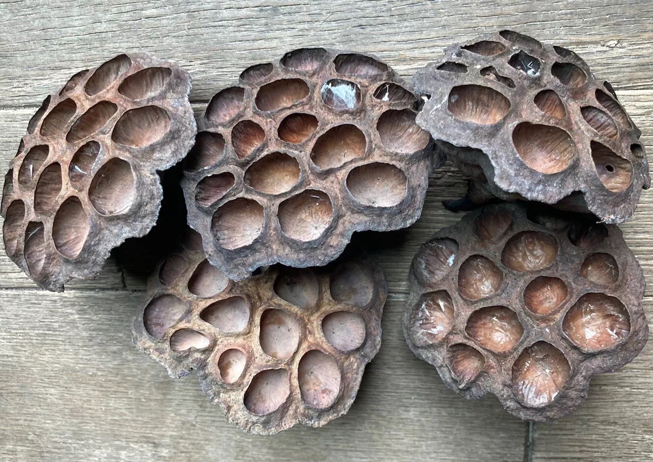 5 Dried Lotus Seed Pod Heads 3” Florist Wreath Decor Aquarium Habitat From USA
