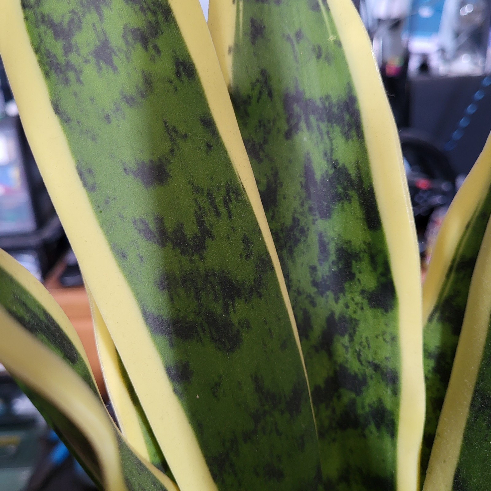 Artificial Snake Plant Potted, Sansevieria (Real Looking) 20″ Tall Porcelain Pot