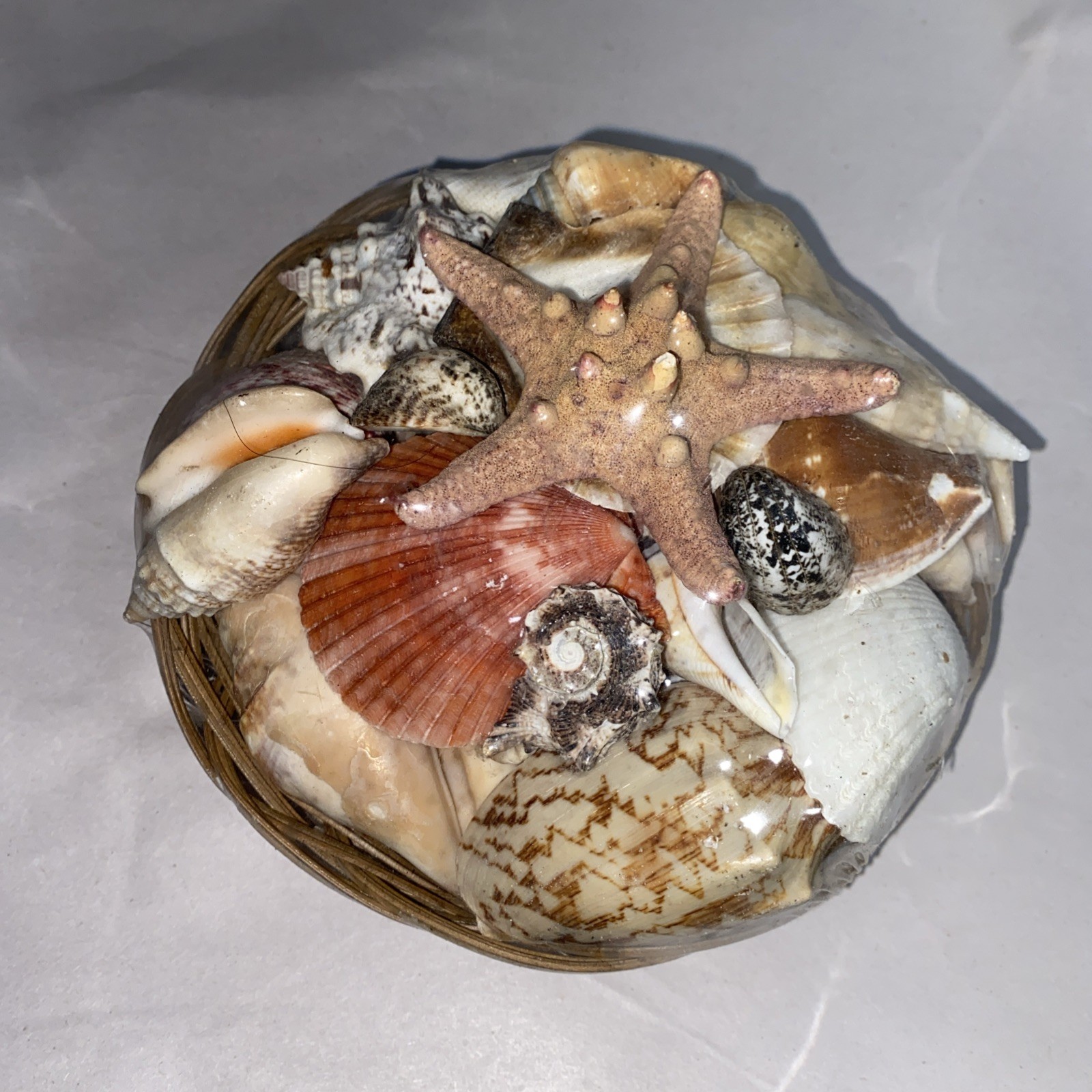 Pacific Authentic Seashells in Basket – Home Office Spa Decoration Assorted