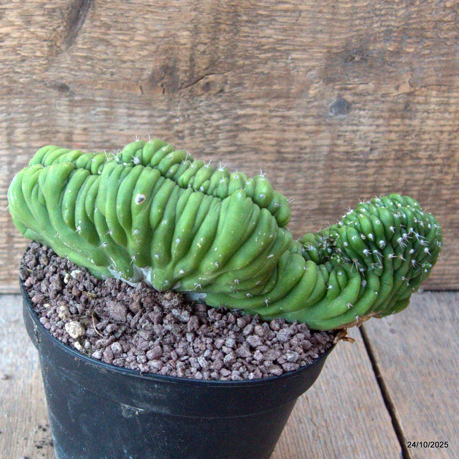 D7178 CEREUS PACHA. CRESTED pot14-H11-W20 cm MaMa Cactus