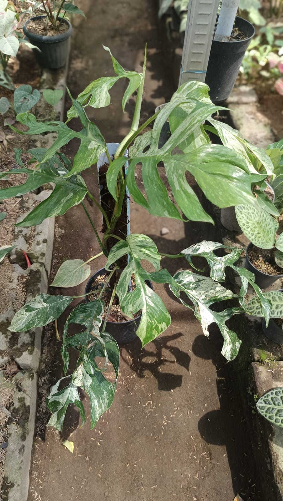 Real Picture Epipremnum Pinnatum White Monster Variegated Big Size