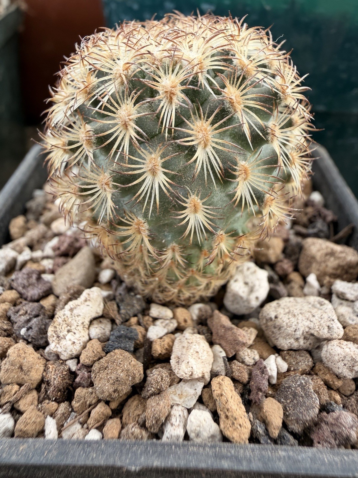 MAMMILLARIA STELLA DE TACUBAYA Cactus