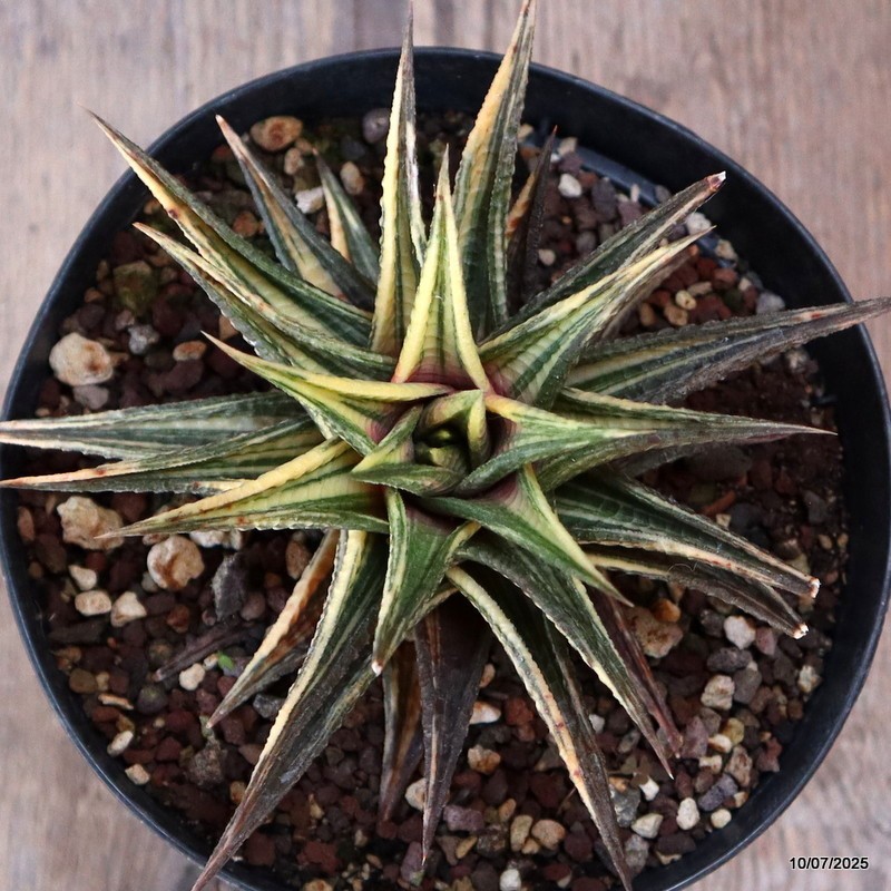 D5208 HAWORTHIA LIMIFOLIA VARIEGATED pot13-H10-W14 cm MaMa Cactus