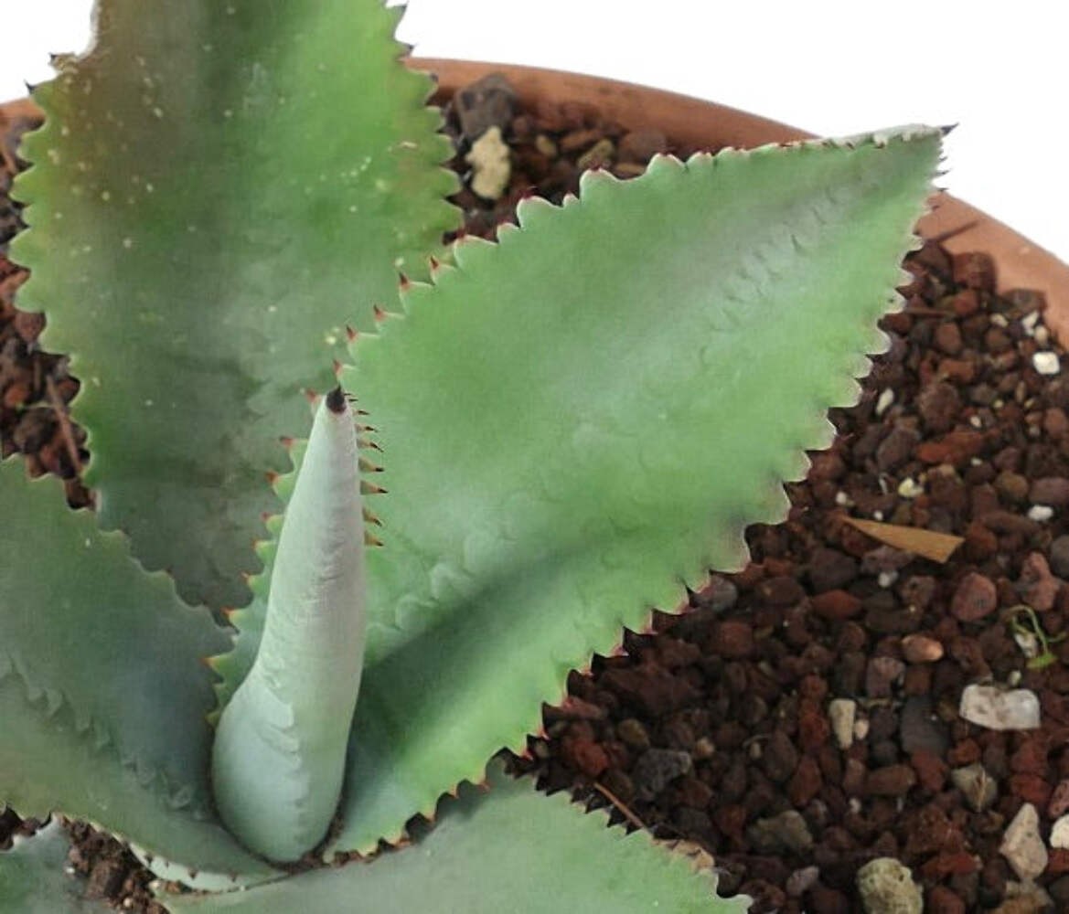 Agave gypsophila SELECTED specimen 32cm RMOT – Gypsum century plant | Chalk agav