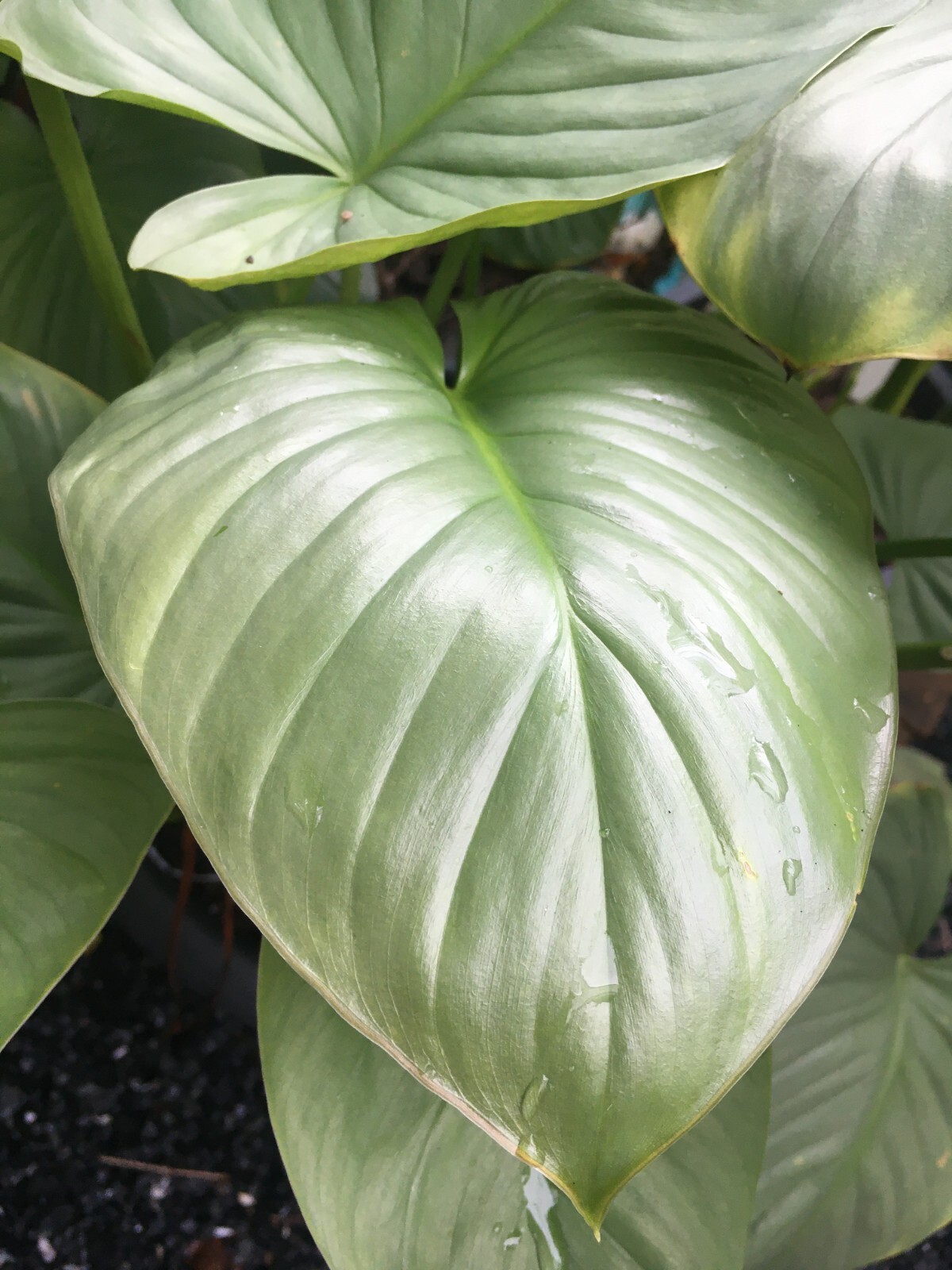 Homalomena Silver free Phytosanitary certificate
