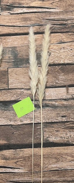 Natural Dried Pampas Grass ~ Boho ~ Home Decor ~ Wedding ~ 70 pcs