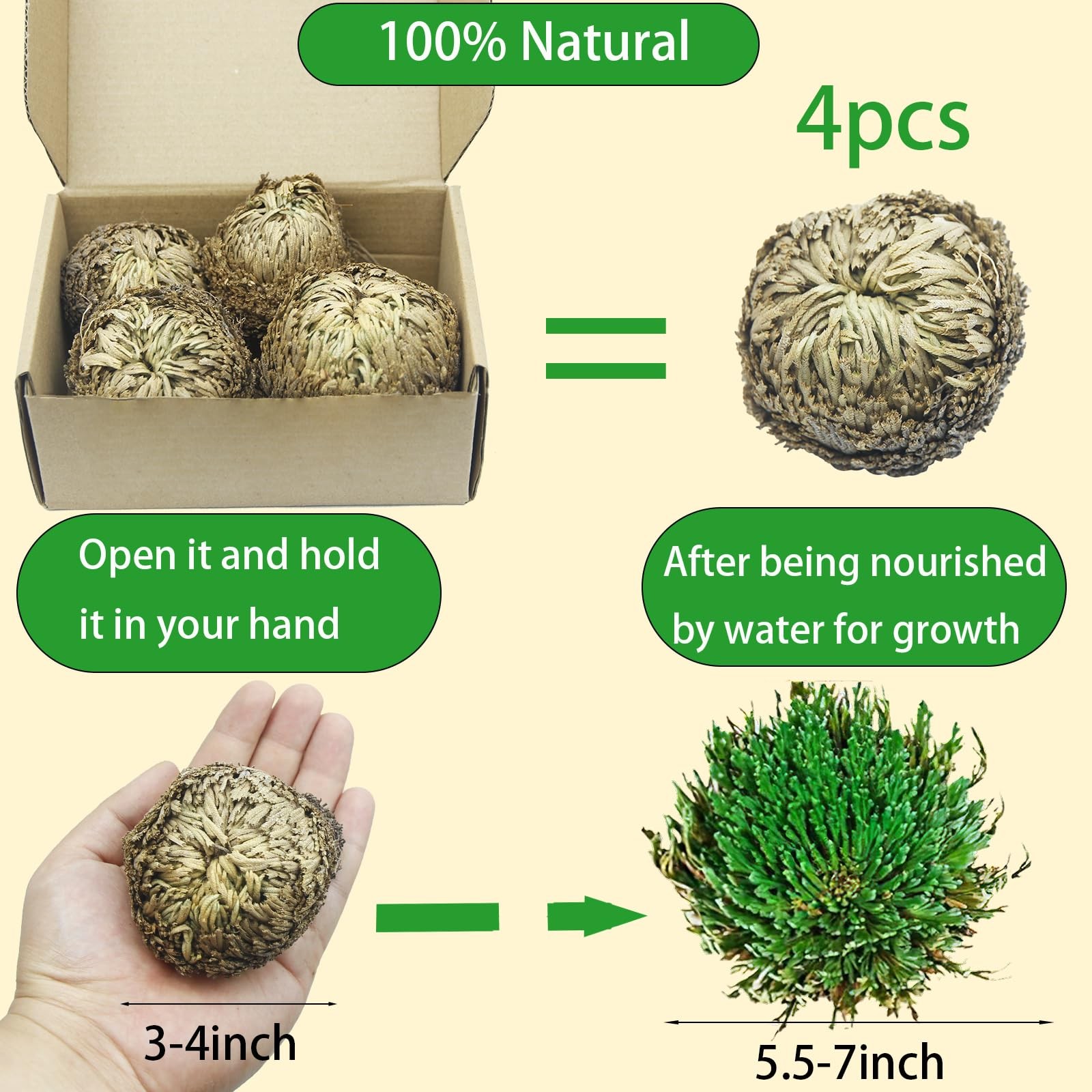 4 Pack Rose of Jericho Resurrection Plants Rosa de Jerico Original Dried Flow…
