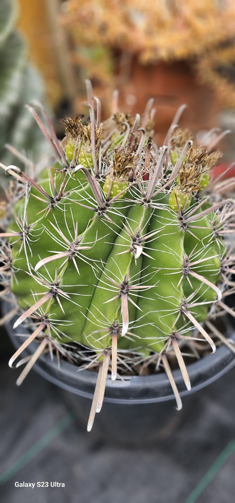 FEROCACTUS HERRERAE Cactus 15gal