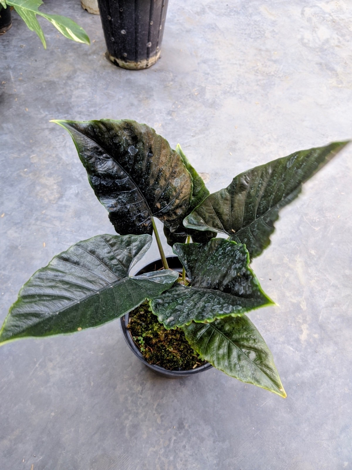 Alocasia Antoro Velvet Dark Foam Large Size Real Picture