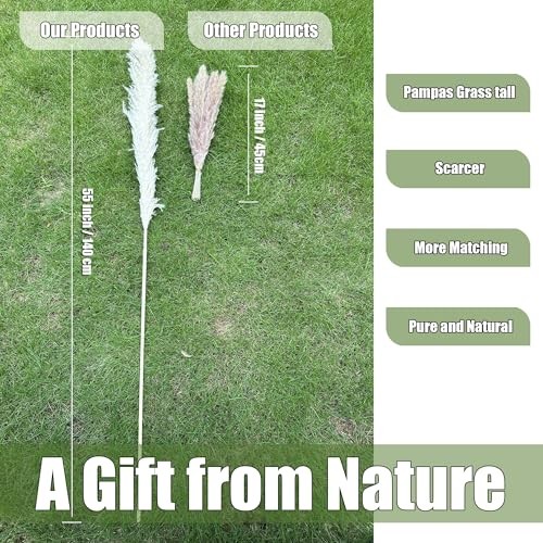 55″ inch Scarcity Natural Pampas Grass Decor Tall, pompas Grass, Tall Pampas