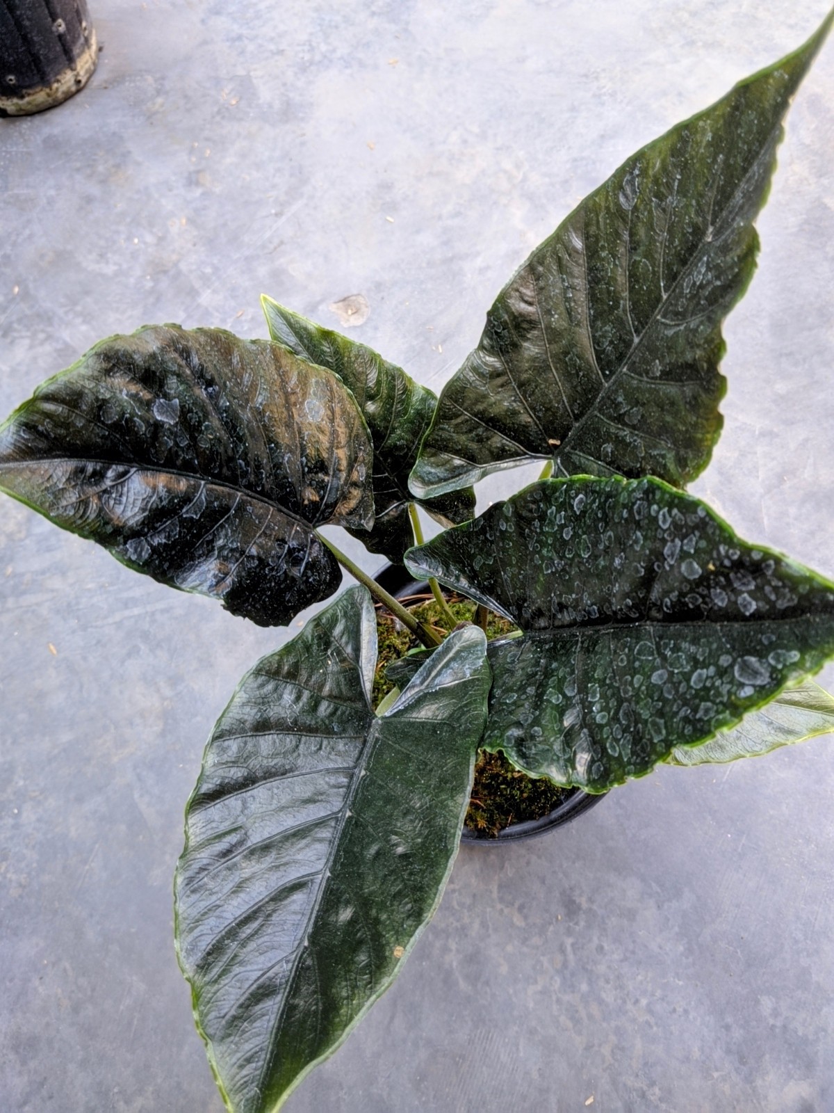 Alocasia Antoro Velvet Dark Foam Large Size Real Picture