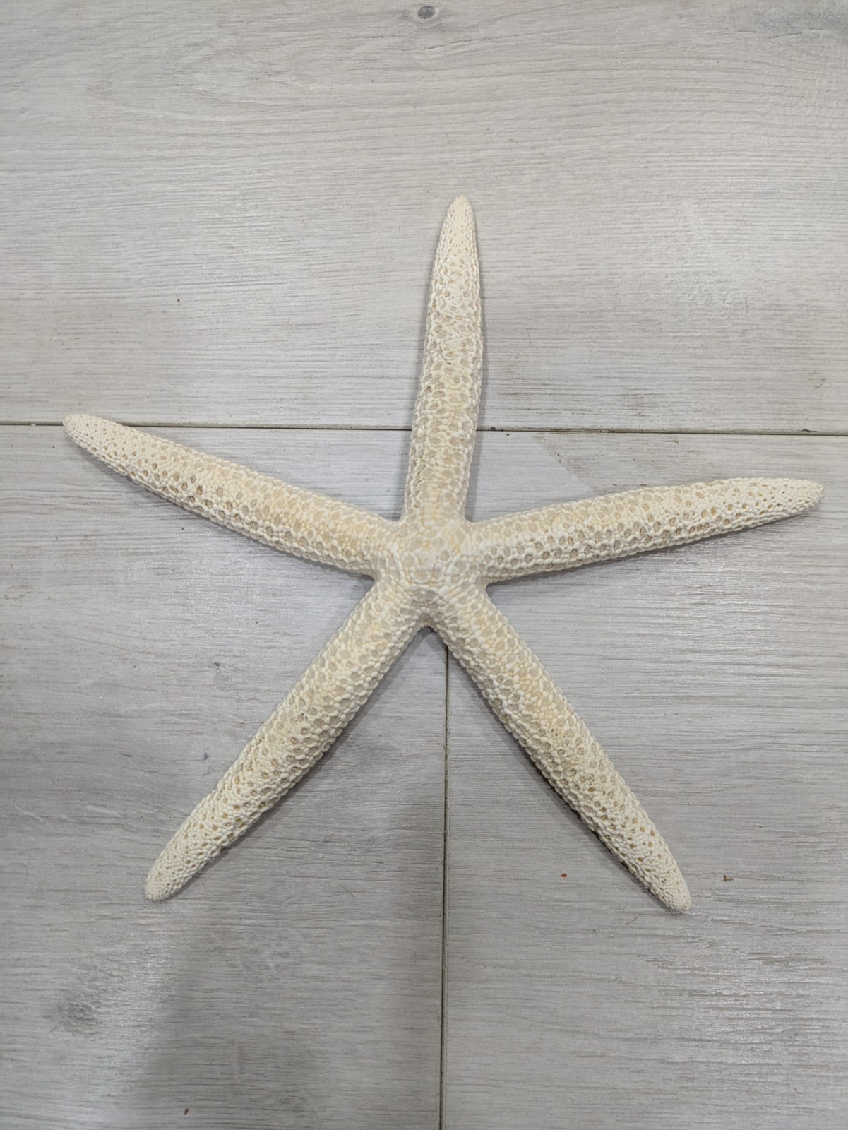 Seashell Door Wreath Beach Cottage Nautical Ocean Coastal Heavy 12″ w Starfish
