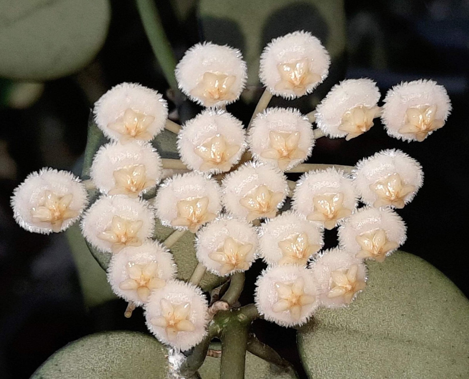 Hoya krohniana – Hoya krohniana | Heart-leaf wax plant