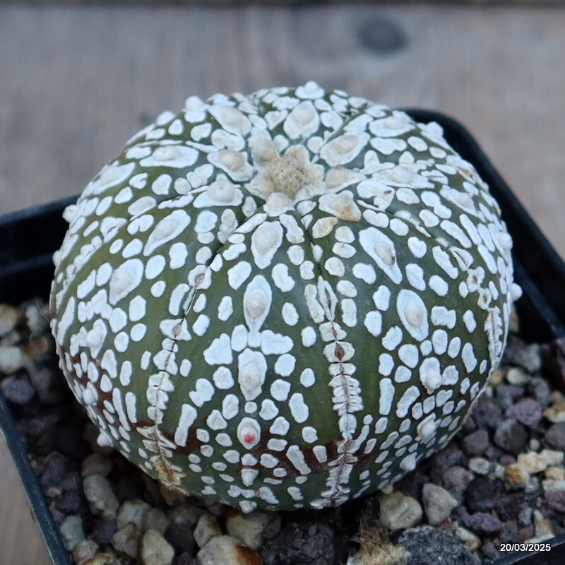 A4764 ASTROPHYTUM SUPERKABUTO SNOW pot9-H6-W7 cm MaMa Cactus