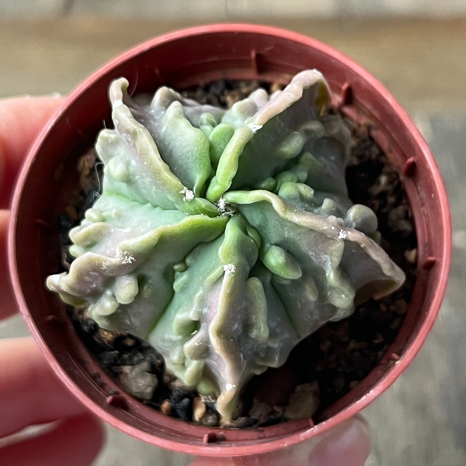 A41-4306 Astrophytum myriostigma cv. FUKURYU, own root