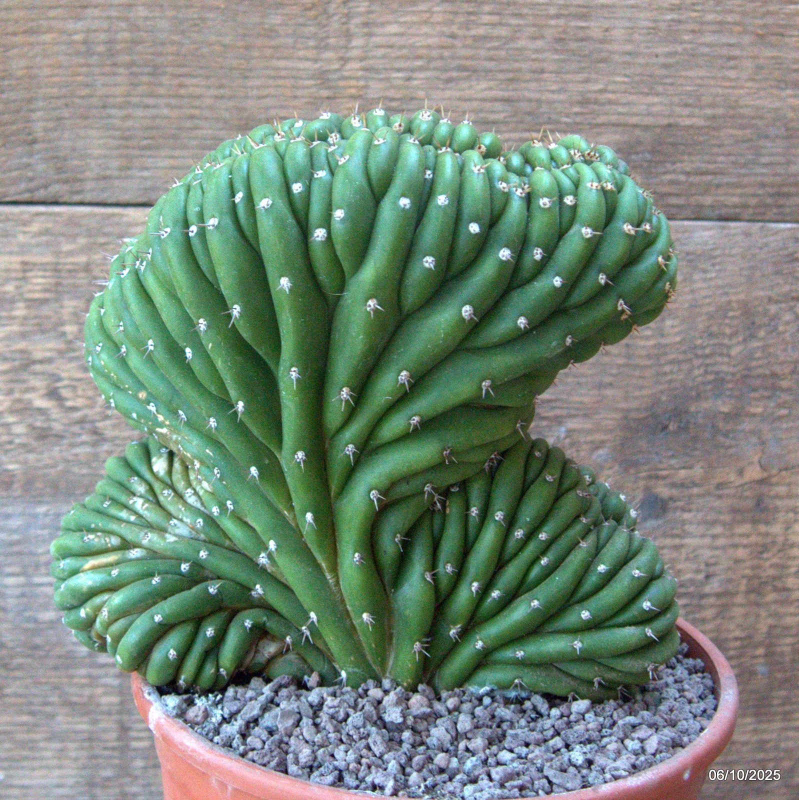 D6928 CEREUS PACHA. CRESTED pot17-H19-W18 cm MaMa Cactus
