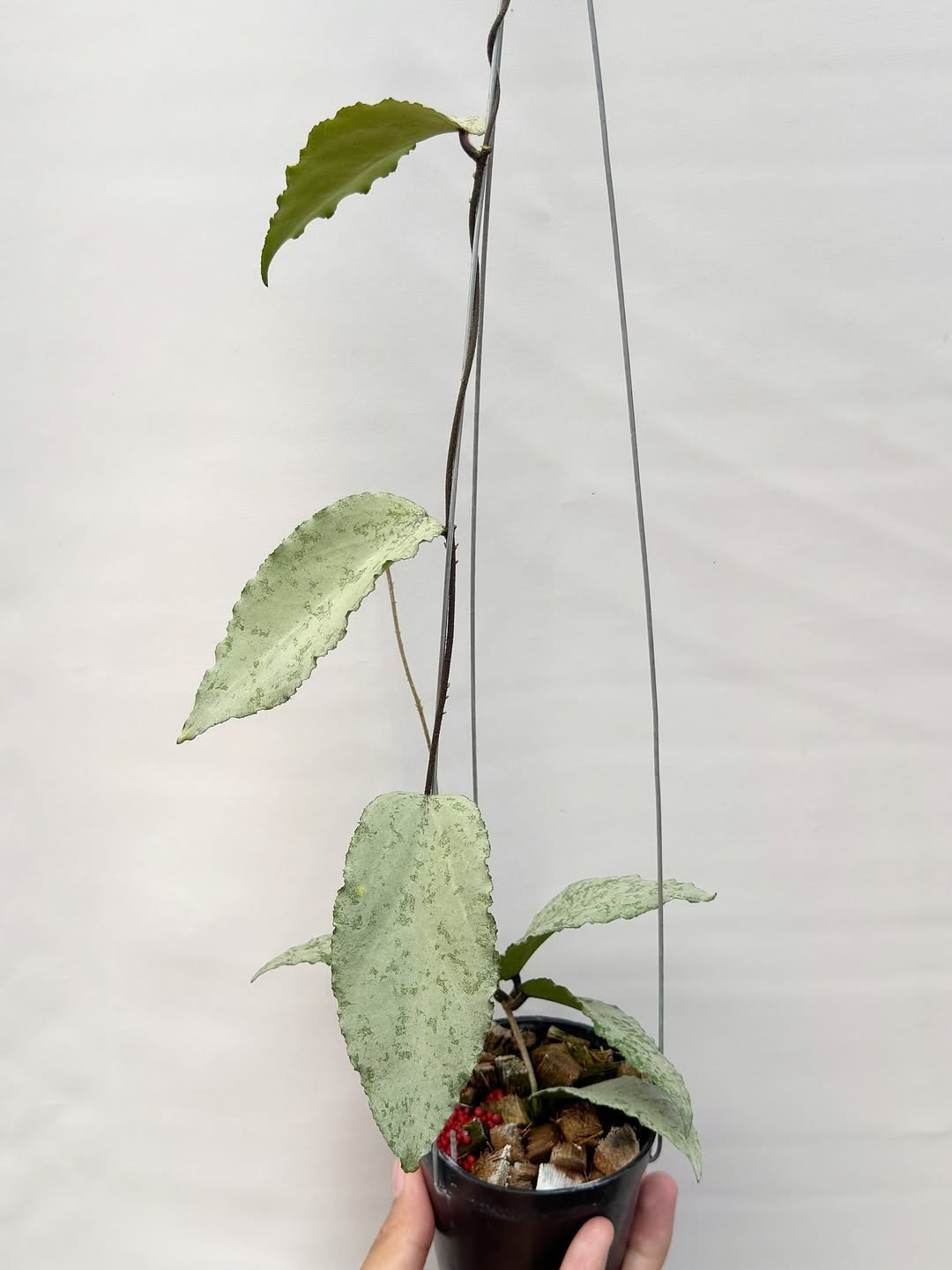 HOYA CAUDATA SILVER SPLASH SP ACEH Real Picture Rare Plant