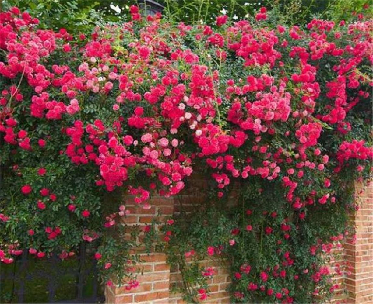 (10) CLIMBER ROSE SEEDS perennial flower garden climbing plant USA SELLER TRACK