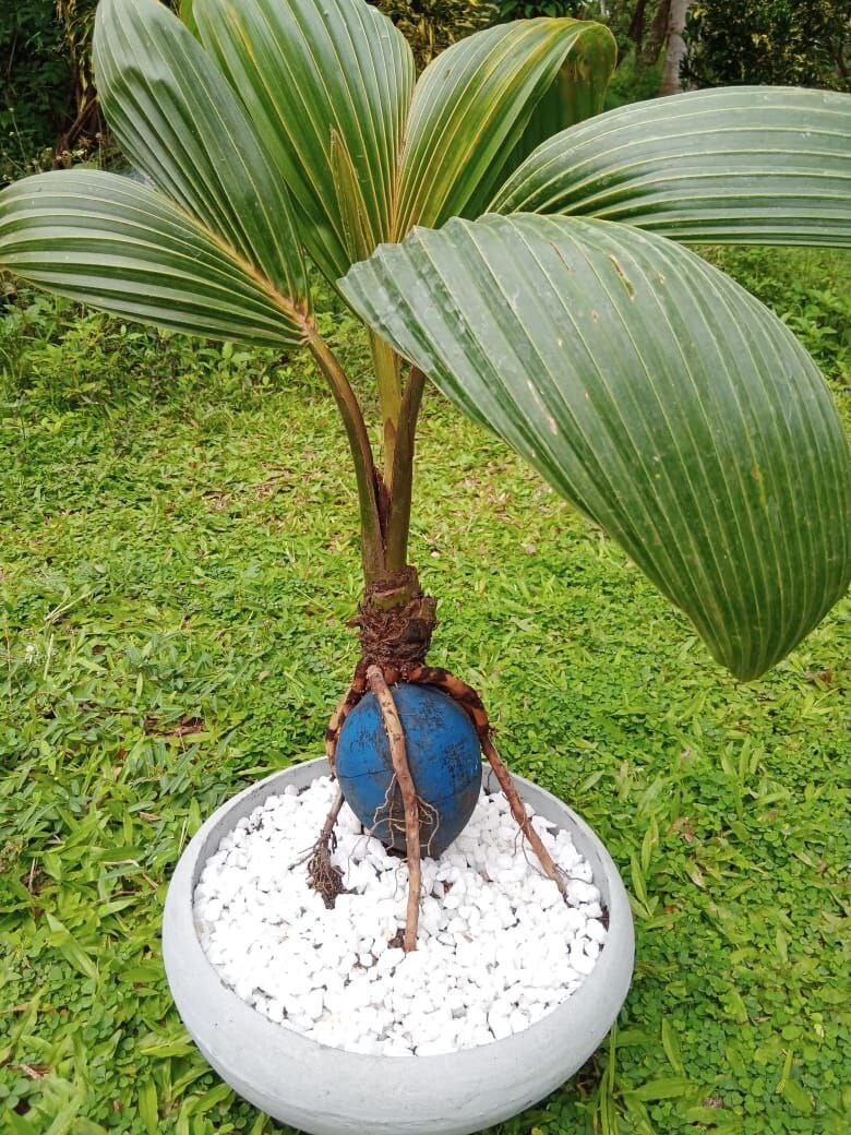 BONSAI Coconut plant. Real coconut palm, starter for Bonsai project.ceylone
