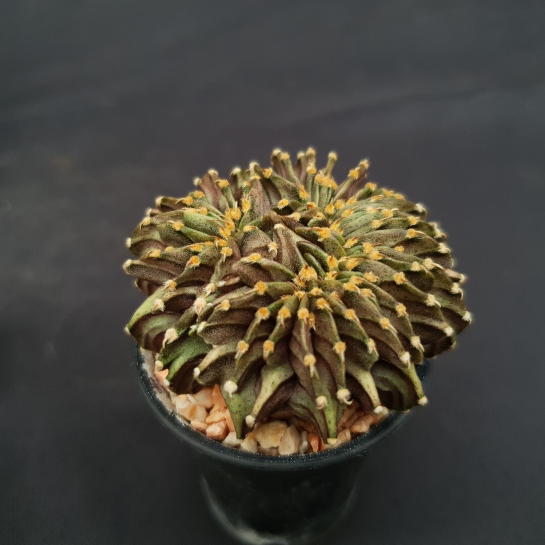 C03: Gymnocalycium ‘LB2178’ cristata