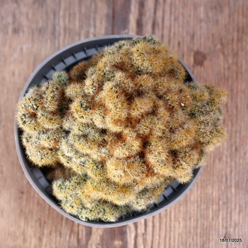 D5419 MAMMILLARIA PROLIFERA MONSTER pot10-H8-W12 cm MaMa Cactus