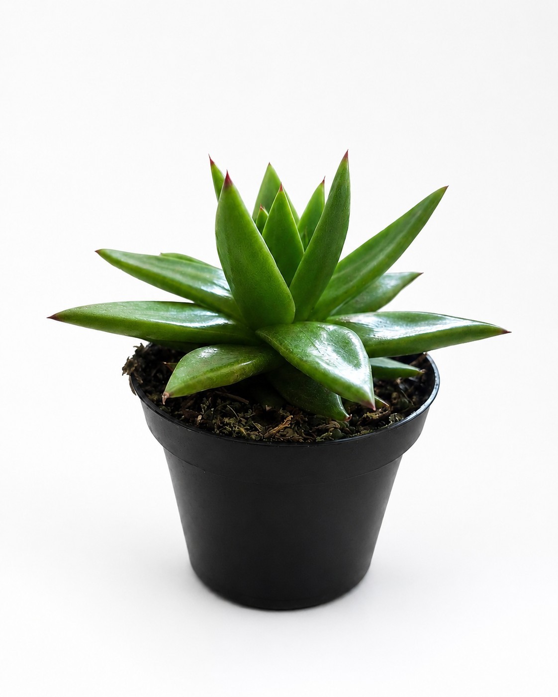 Live Echeveria Succulent Plant 4” Pot – Green Rosette Indoor Outdoor Plant