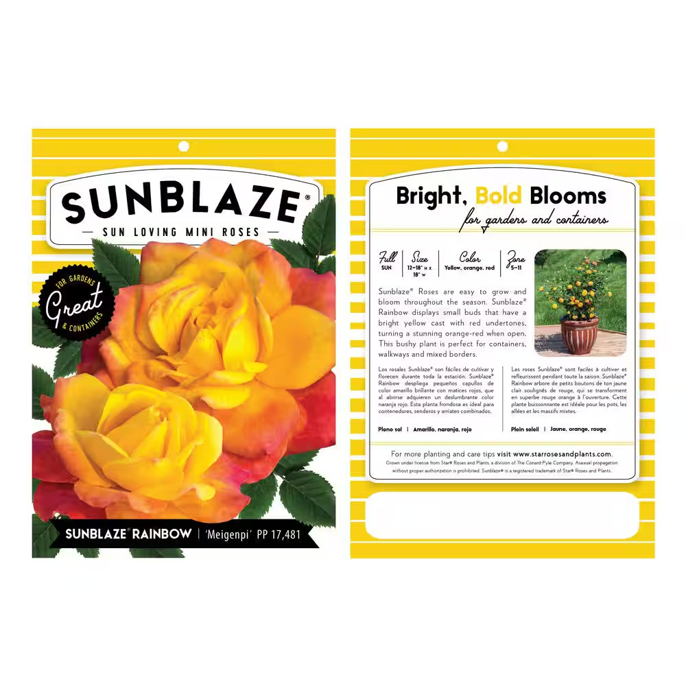 2.5 In. Sunblaze Rainbow Mini Rose Bush with Yellow-Orange-Red Flowers (3-Pack)