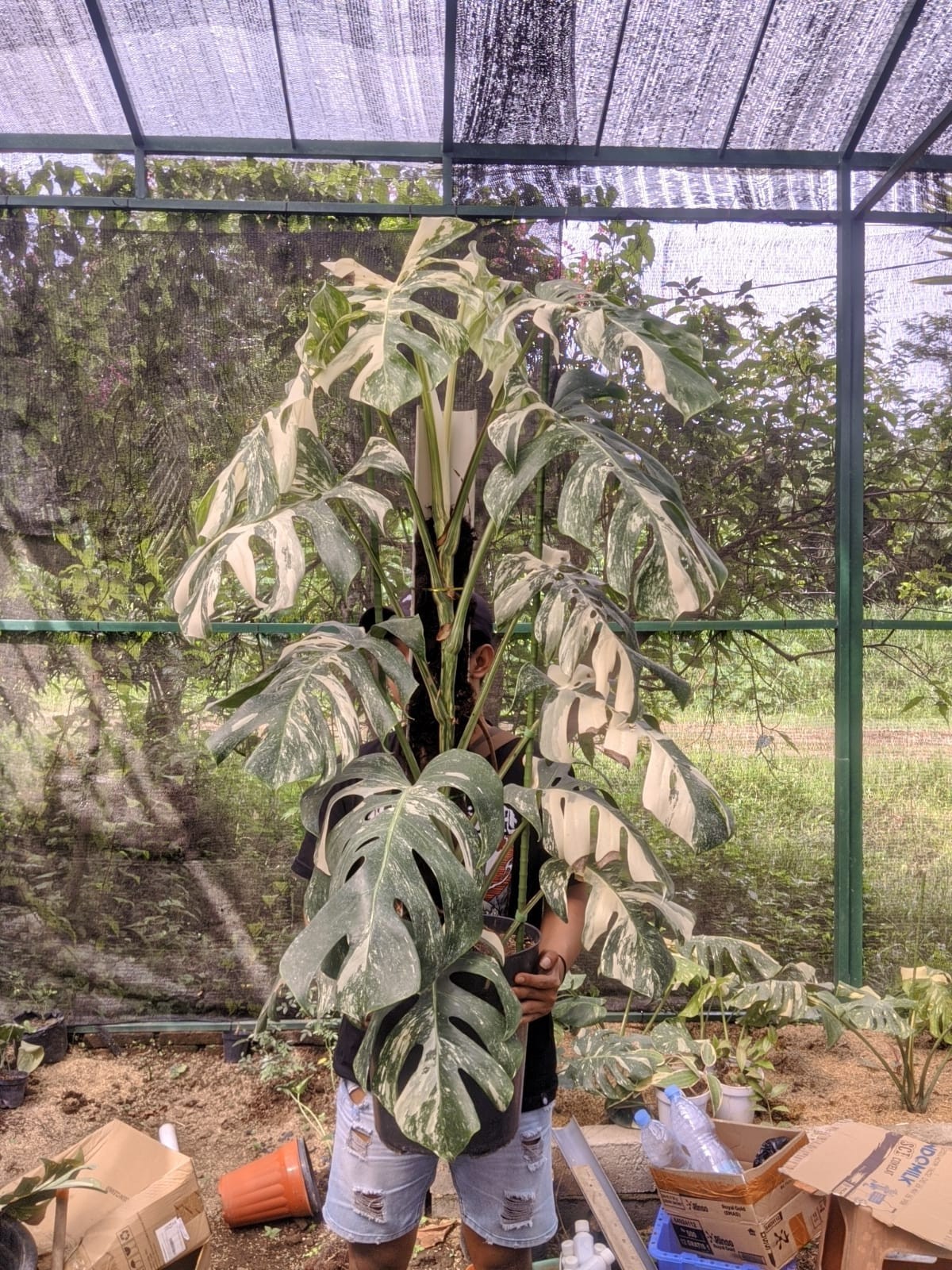 Monstera Albo White Tiger Variegated Lush Leaf Real Picture Very Big Size