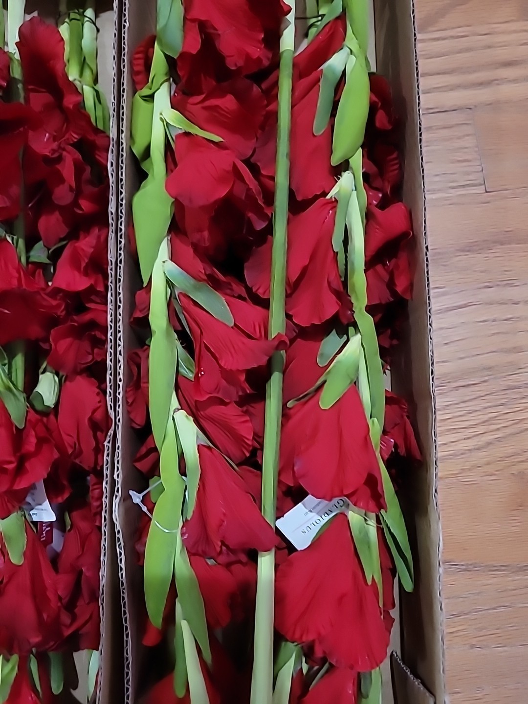 6 Pk Artificial Red Gladiolus Flowers Stem approx 36 inch long By Better Homes