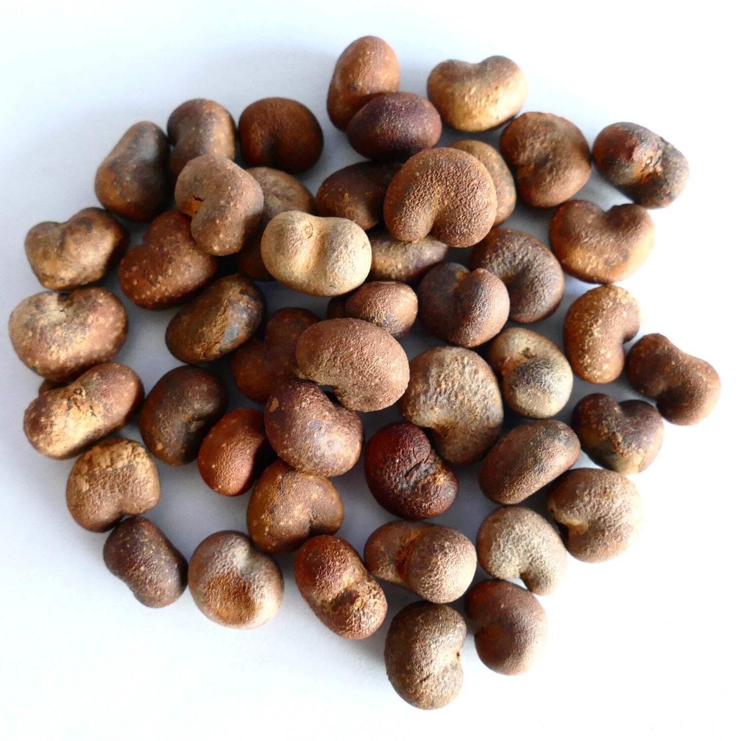 Adansonia digitata SEEDS –