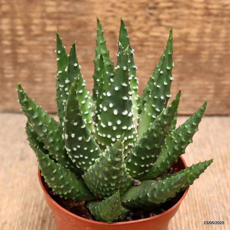 D4333 HAWORTHIA PUMILA pot8,5-H11-W11 cm MaMa Cactus