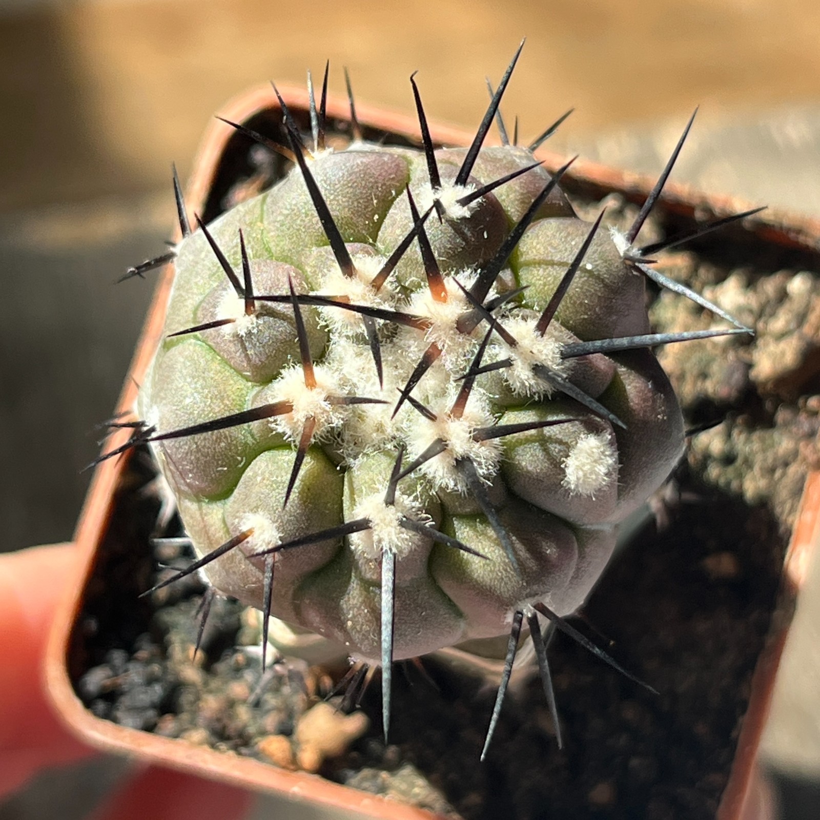 A31-3002 Copiapoa cinerea HR1032, La Quinta, Super Black Spines, dark body