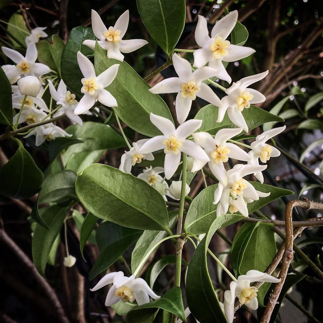 Hoya Odorata Rare Tropical Wax Plant