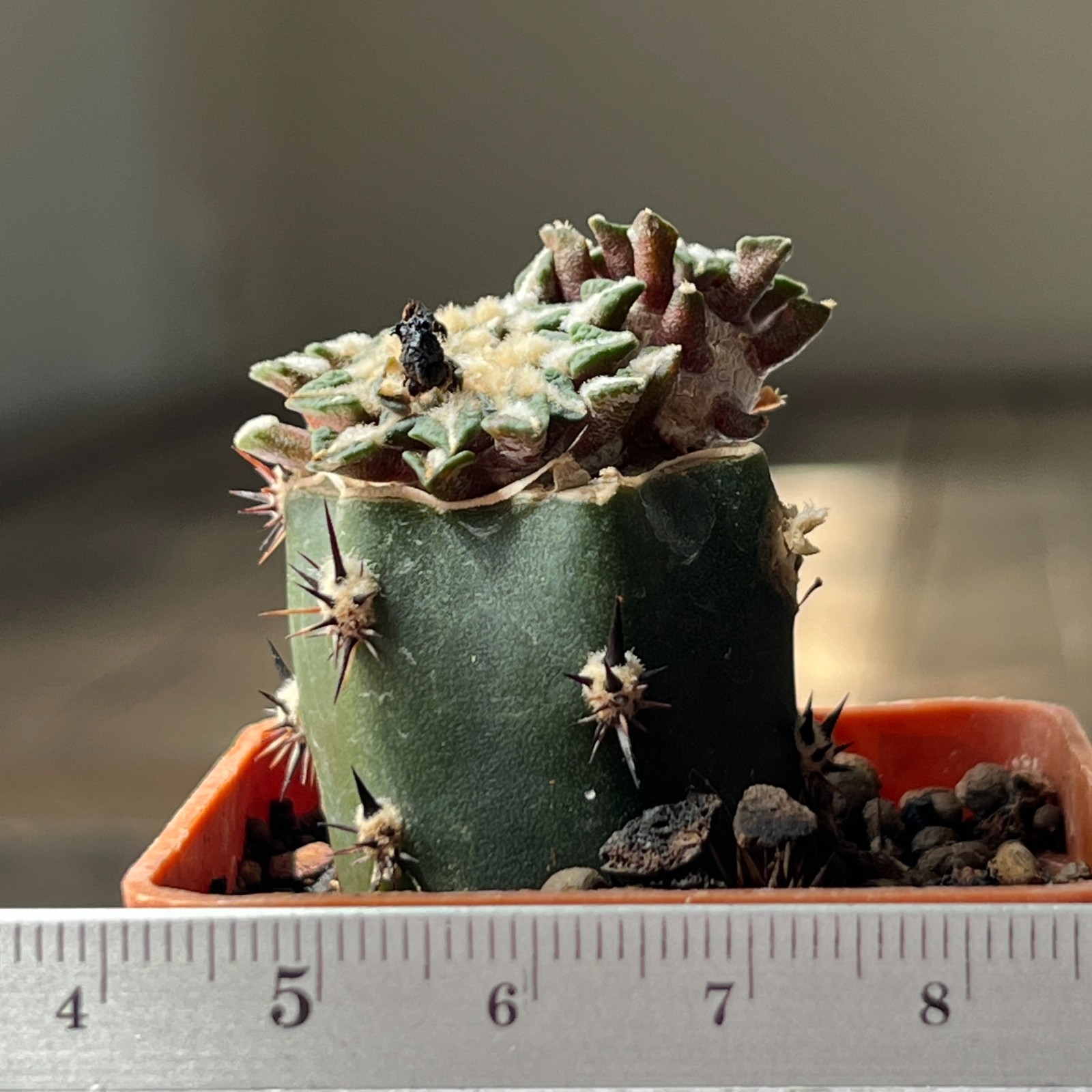 A9-1323 Cactus kotschoubeyanus, VM756, Santa Ana, Tam, grafted