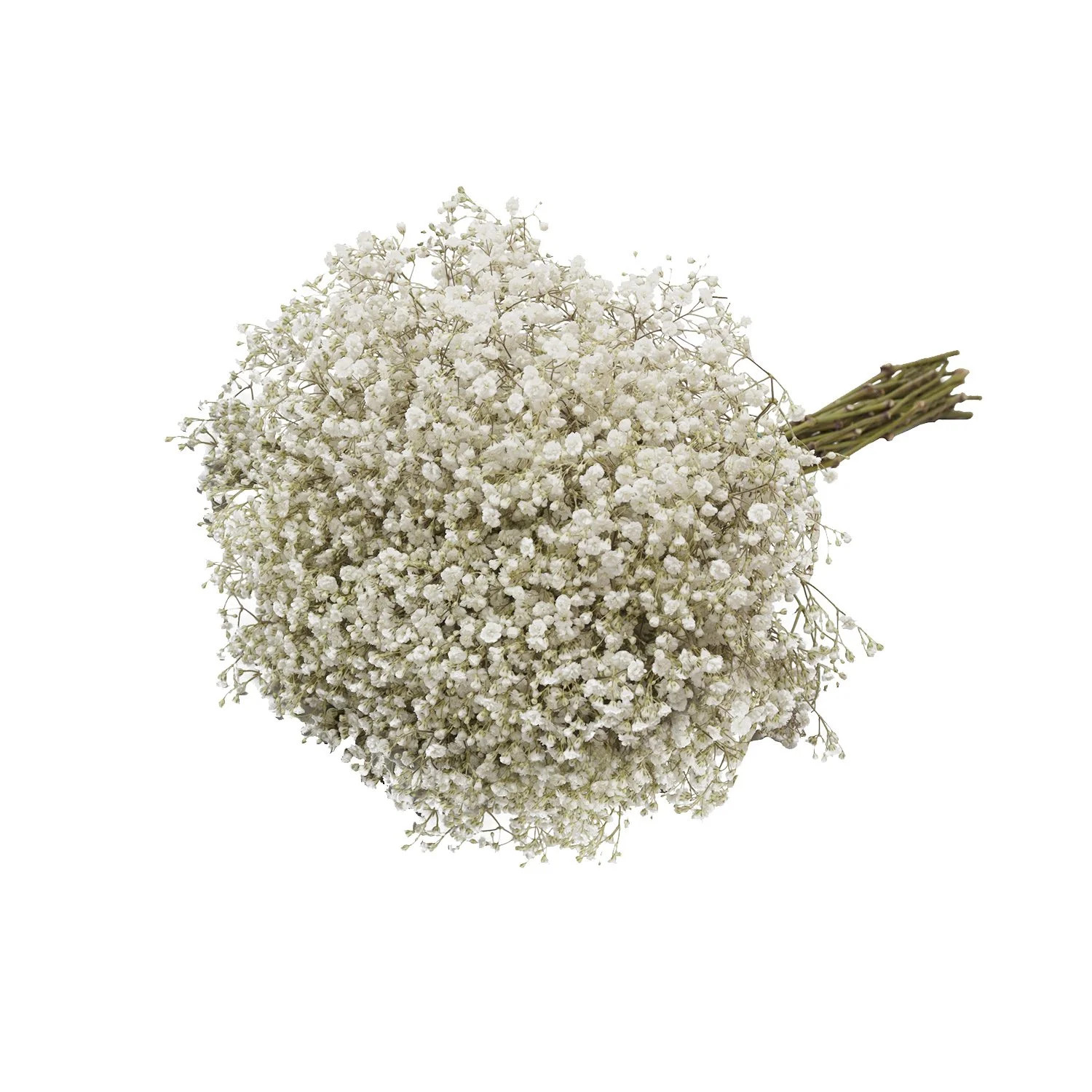 Baby’s Breath – Fresh Cut Flowers – 5 Bunches – White – by Bloomingmore