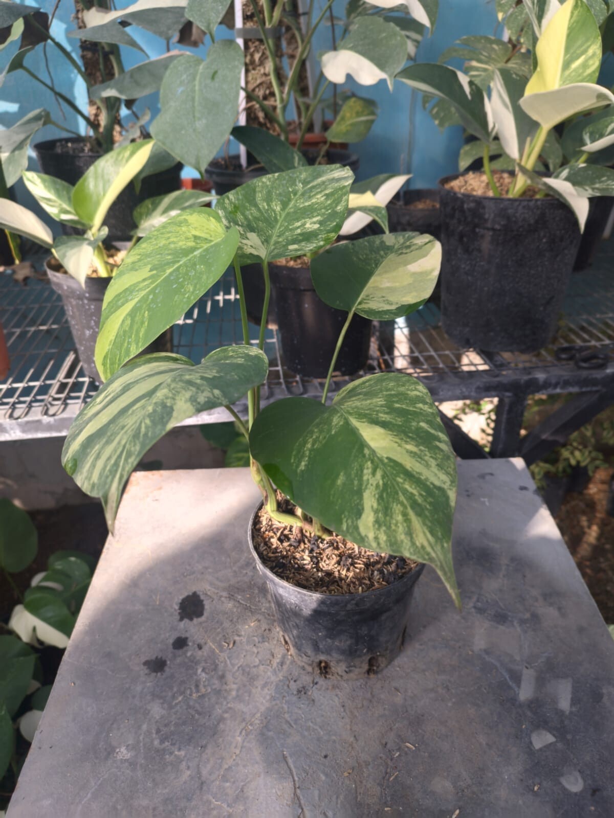 Real Pick Monstera Marmorata Variegated