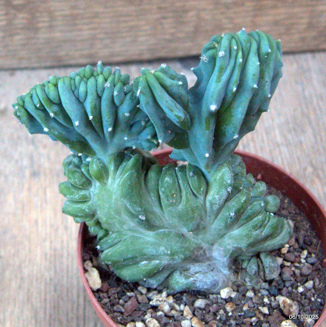 D6894 MYRTILLOCACTUS GEOMETRIZANS CRESTED pot10-H12-W9 cm MaMa Cactus