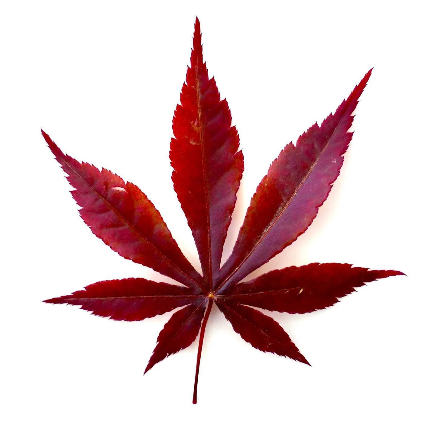 Acer palmatum cv atropurpureum GRAFTED – Purple Japanese Maple Grafted