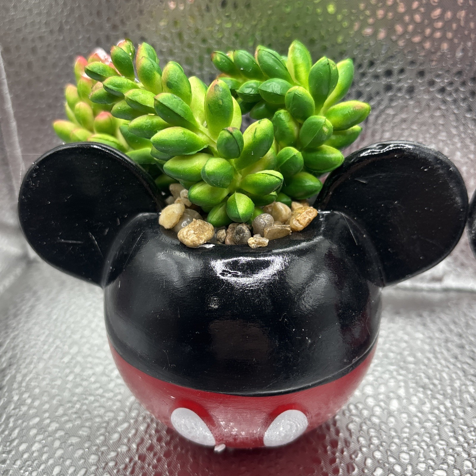 Mickey & Minnie Classic Succulent Set (2 Piece Set)