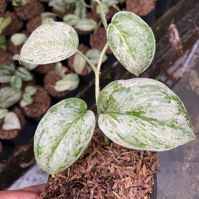 scindapsus peasun, Rare Variegated, Real Picture, Aroid Houseplant