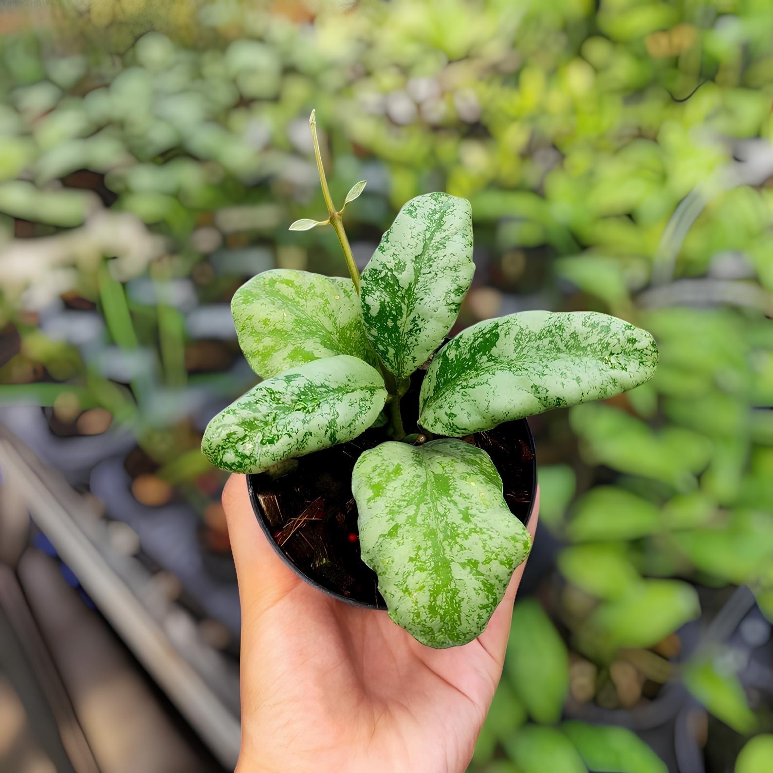 Hoya Waymaniae Cloudy Sky Jungle Plant