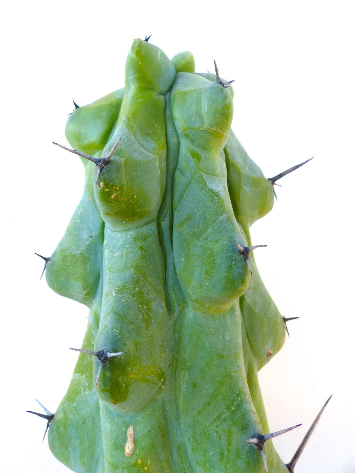 Myrtillocactus geometrizans cv FUKUROKURYUZINBOKU 5-15cm –