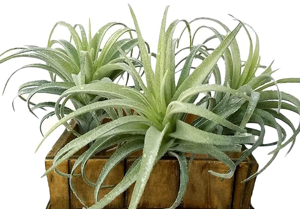 3 PCS Artificial Air Plants Faux Succulents Unpotted Flocked Green DIY Decor