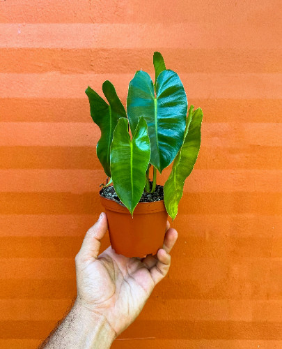Burle Marx Philodendron Rooted with 4 inch Pots | Indoor & Outdoor Live Tropical