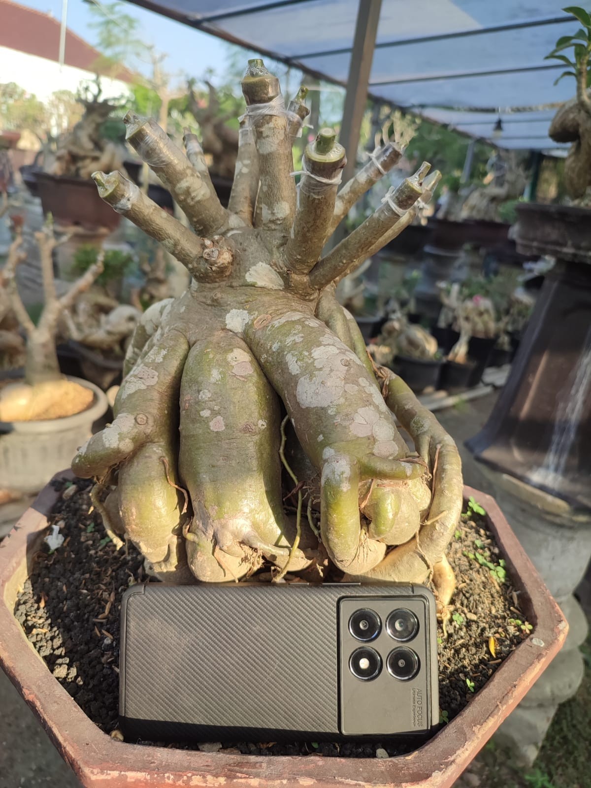 Adenium octopus roots – bonsai adenium obesum
