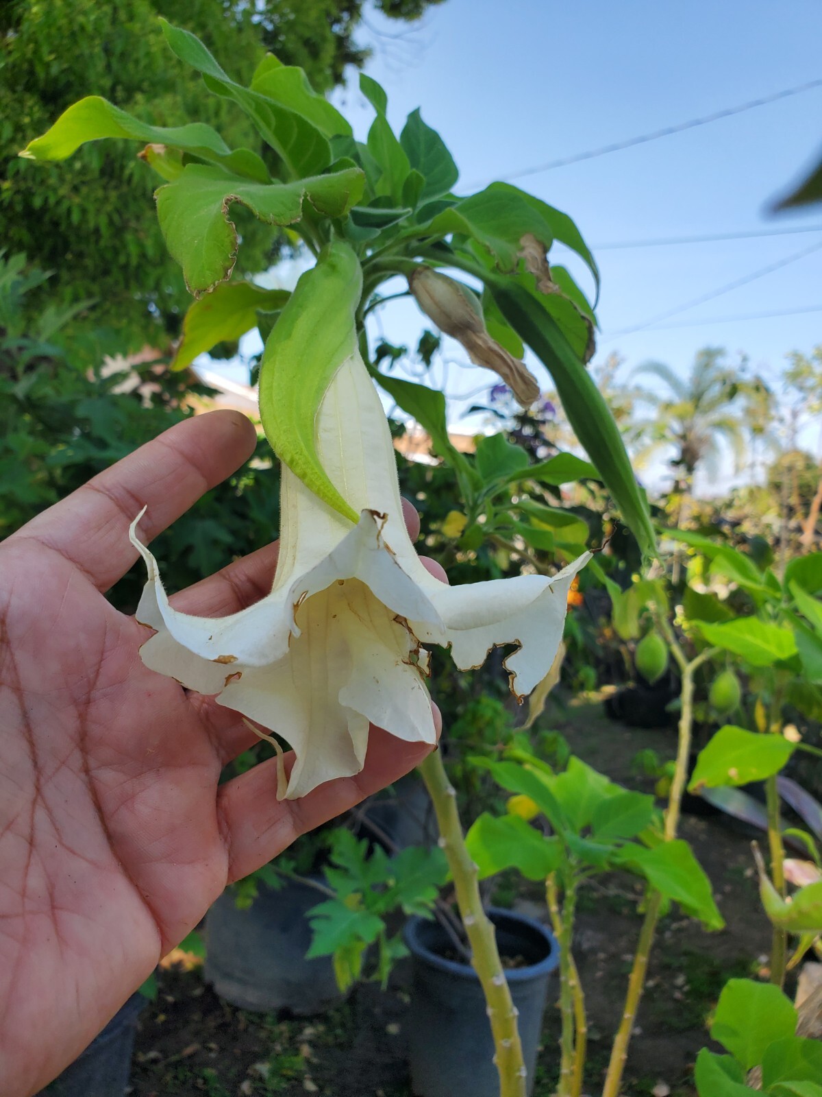 Brugmansia arborea 6ft size plant 15 gallon. LOCAL PICKUP ONLY.