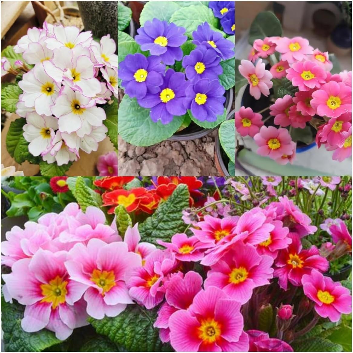 Primrose Flower Seeds (300Pcs) – Colorful Perennial Blooms for Patio Pots, Rock