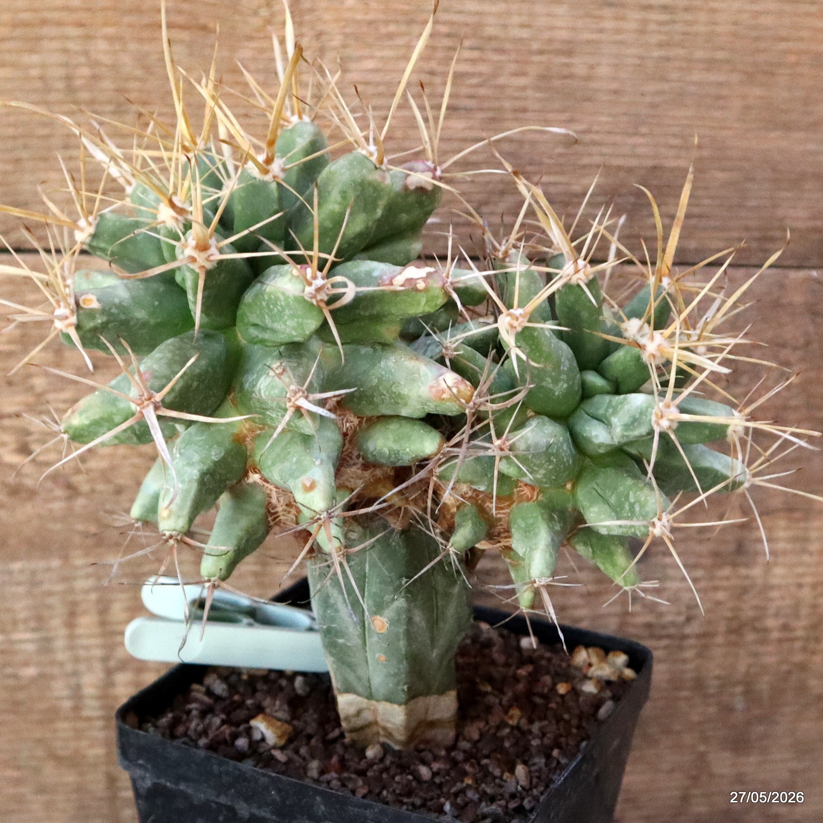 D1692 FEROBERGIA FUKURYU GRAFT pot12-H19-W21 cm MaMa